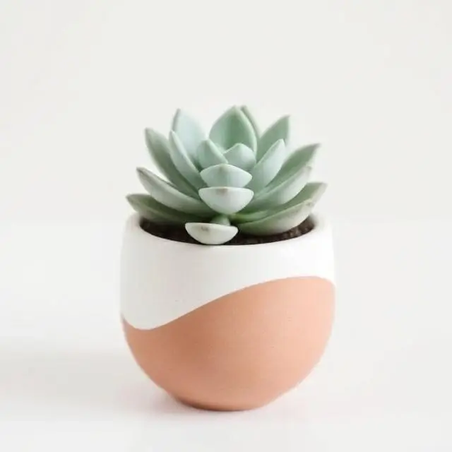 Minimalist ceramic planter with a succulent.